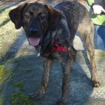 Have you guys seen a pic of my pooch?