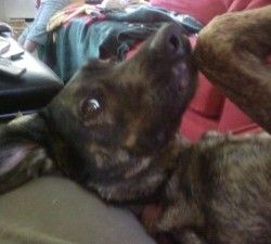 Morning Dog Shot..
