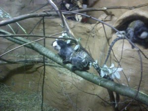 marmoset-at-zoo-july-15
