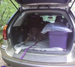 The Tale of The Dog Who Hates Camping
