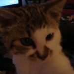 Rest in Peace Little One