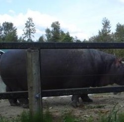 My Own Personal Fail Whale (er Hippo)