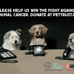 Help the Fight Against Cancer in our Pets