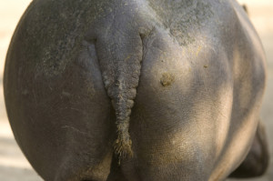 A hippopotamus' rear end at the Sedgwick County Zoo.