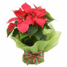 Nothing Says Christmas like a Beautiful Poinsettia
