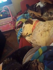 sleeping xmas dogs